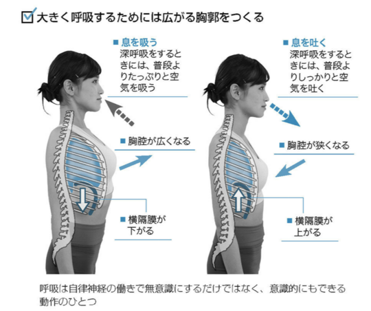 姿勢が悪くて胸がしめつけられるのは深呼吸ストレッチで解消 長野市の整体院 姿勢 猫背改善 骨盤矯正 カイロプラクティック伊東