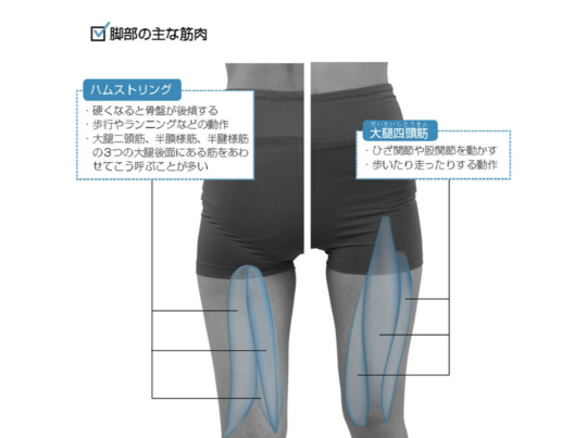 姿勢が悪くて膝が痛いのは骨盤矯正で解消 長野市の整体院 姿勢 猫背改善 骨盤矯正 カイロプラクティック伊東